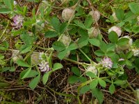 Trifolium tomentosum 22, Viltige klaver, Saxifraga-Ed Stikvoort : Olhão s9900