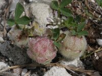 Trifolium tomentosum 3, Viltige klaver Saxifraga-Rutger Barendse
