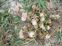 Trifolium tomentosum 4, Viltige klaver Saxifraga-Jasenka Topic