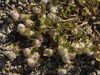 Trifolium tomentosum 5, Viltige klaver Saxifraga-Willem van Kruijsbergen