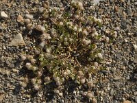 Trifolium tomentosum 6, Viltige klaver Saxifraga-Willem van Kruijsbergen