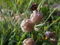 Trifolium tomentosum 7, Viltige klaver Saxifraga-Jeroen Willemsen