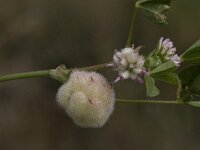 Trifolium tomentosum 9, Viltige klaver Saxifraga-Willem van Kruijsbergen