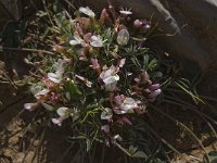 Trifolium uniflorum 1, Saxifraga-Willem van Kruijsbergen