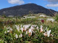 Trifolium uniflorum 10, Saxifraga-Ed Stikvoort