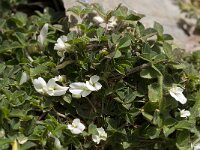 Trifolium uniflorum 4, Saxifraga-Willem van Kruijsbergen