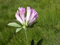 Trifolium velebiticum 2, Saxifraga-Jasenka Topic