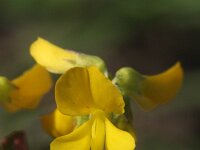Trigonella caelesyriaca 3, Saxifraga-Rutger Barendse