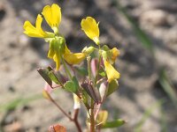 Trigonella caelesyriaca 4, Saxifraga-Rutger Barendse