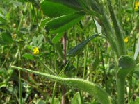 Trigonella caerulae 2, Saxifraga-Rutger Barendse
