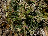 Trinia glauca 2, Saxifraga-Jan van der Straaten