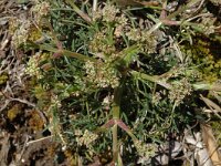 Trinia glauca 3, Saxifraga-Marijke Verhagen