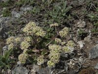 Trinia glauca 4, Saxifraga-Willem van Kruijsbergen