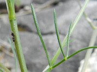 Trinia glauca 5, Saxifraga-Rutger Barendse
