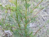 Tripleurospermum decipiens 4, Saxifraga-Rutger Barendse
