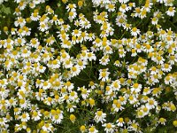 Tripleurospermum maritimum 15, Reukeloze kamille, Saxifraga-Roel Meijer