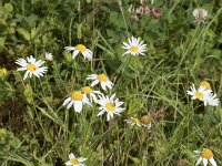 Tripleurospermum maritimum 16, Reukeloze kamille, Saxifraga-Willem van Kruijsbergen