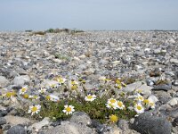 Tripleurospermum maritimum 18, Reukeloze kamille, Saxifraga-Willem van Kruijsbergen
