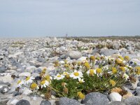 Tripleurospermum maritimum 19, Reukeloze kamille, Saxifraga-Willem van Kruijsbergen