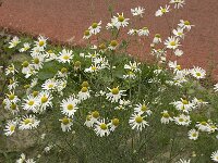 Tripleurospermum maritimum 2, Reukeloze kamille, Saxifraga-Willem van Kruijsbergen