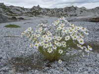 Tripleurospermum maritimum 21, Reukeloze kamille, Saxifraga-Willem van Kruijsbergen