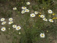 Tripleurospermum maritimum 3, Reukeloze kamille, Saxifraga-Willem van Kruijsbergen