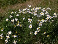 Tripleurospermum maritimum 4, Reukeloze kamille, Saxifraga-Peter Meininger