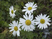 Tripleurospermum maritimum 7, Reukeloze kamille, Saxifraga-Willem van Kruijsbergen