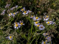 Tripodium pannonicum 11, Zulte, Saxifraga-Jan van der Straaten