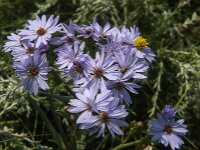 Tripodium pannonicum 14, Zulte, Saxifraga-Jan van der Straaten