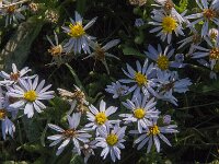 Tripodium pannonicum 17, Zulte, Saxifraga-Jan van der Straaten