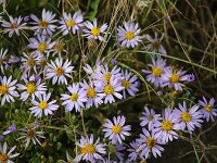 Tripodium pannonicum 19, Zulte, Saxifraga-Bart Vastenhouw