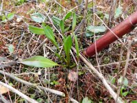 Tripodium pannonicum 23, Zulte, Saxifraga-Rutger Barendse
