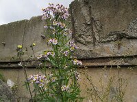 Tripodium pannonicum 6, Zulte, Saxifraga-Rutger Barendse