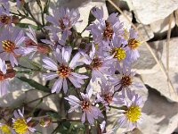 Tripodium pannonicum 8, Zulte, Saxifraga-Jasenka Topic