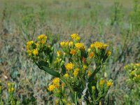 Tripodium pannonicum forma discoideus 39, Zulte forma discoideus, Saxifraga-Ed Stikvoort