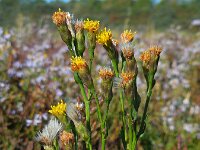 Tripodium pannonicum forma discoideus 42, Zulte forma discoideus, Saxifraga-Ed Stikvoort