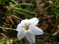Tristagma uniflorum 2, Saxifraga-Rutger Barendse
