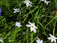 Tristagma uniflorum 4, Saxifraga-Rutger Barendse