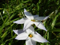 Tristagma uniflorum 5, Saxifraga-Rutger Barendse
