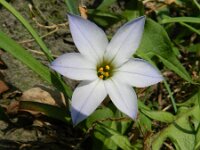 Tristagma uniflorum 6, Saxifraga-Rutger Barendse