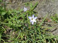 Tristagma uniflorum 7, Saxifraga-Rutger Barendse