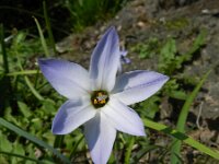 Tristagma uniflorum 8, Saxifraga-Rutger Barendse