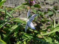 Tristagma uniflorum 9, Saxifraga-Rutger Barendse