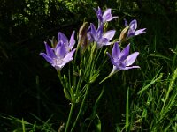 Triteleia laxa 2, Saxifraga-Ed Stikvoort