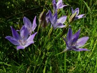Triteleia laxa 3, Saxifraga-Ed Stikvoort