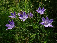 Triteleia laxa 4, Saxifraga-Ed Stikvoort