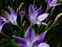 Triteleia laxa 5, Saxifraga-Ed Stikvoort