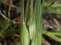 Triticum aestivum 4, Tarwe, Saxifraga-Rutger Barendse