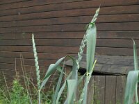 Triticum spelta 2, Spelt, Saxifraga-Rutger Barendse